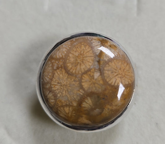 Size 12 Fossilized Coral