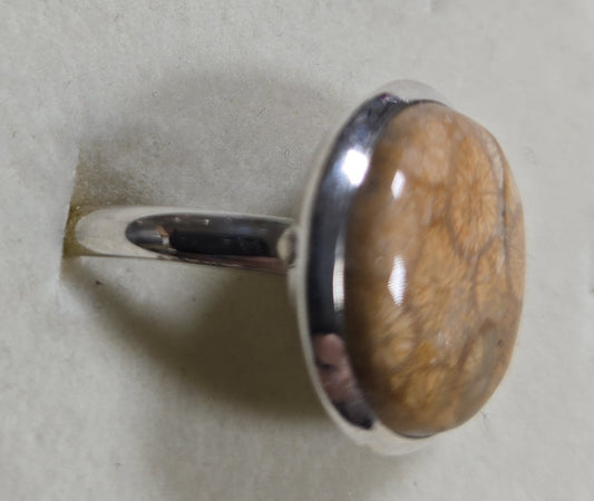 Size 12 Fossilized Coral